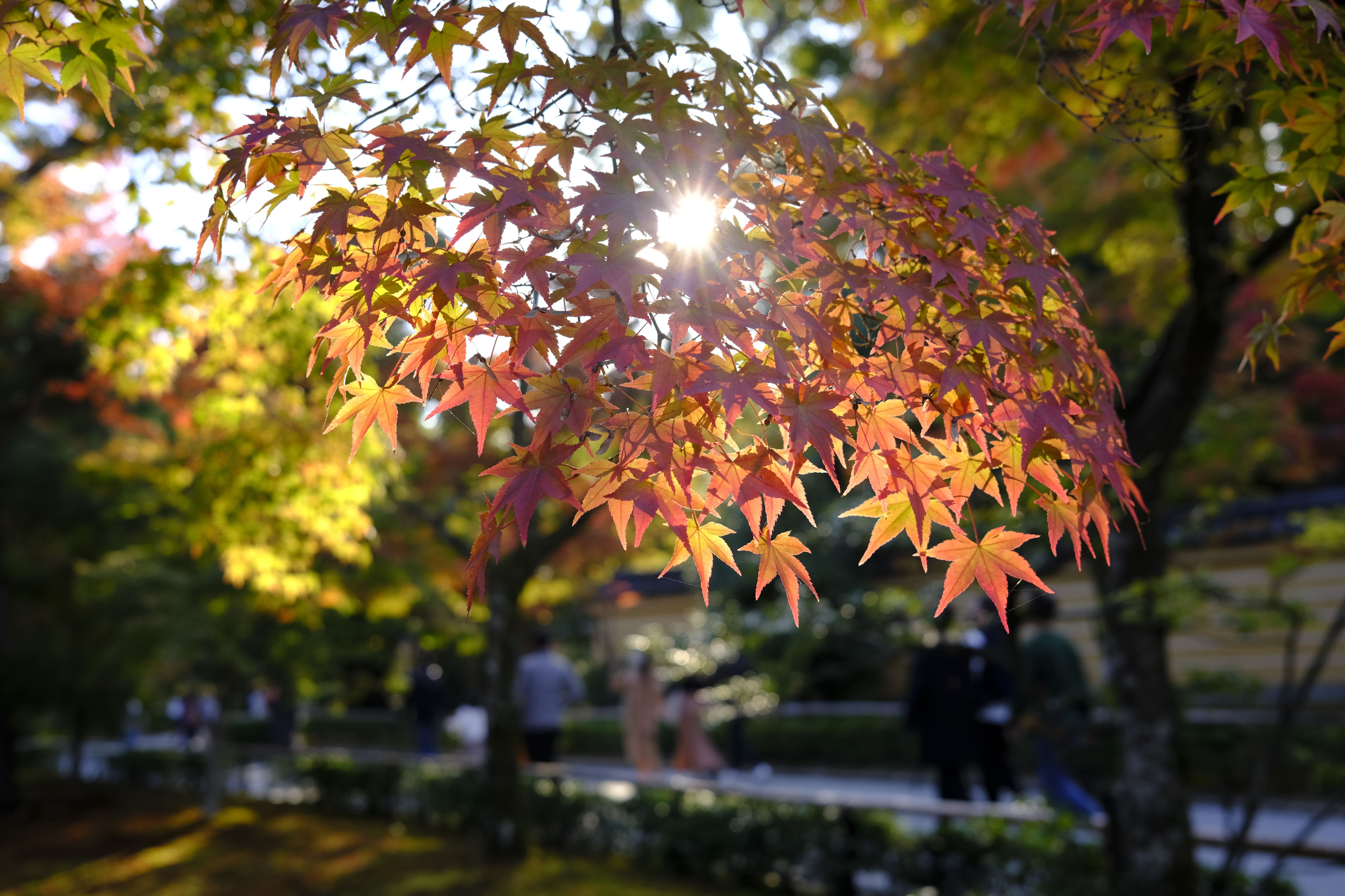 Autumn leaves had me feeling something